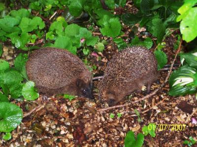 Zwei Igel in unserem Garten beim beschnüffeln, schubsen, knuffen und flirten. Danach waren sie irgendwo im Gebüsch verschwunden ...
